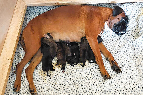 Ayke in der Wurfbox mit 7 Boxerwelpen