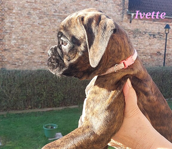 Boxerwelpe Huendin Ivette