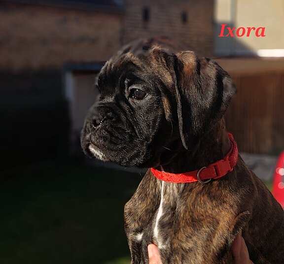 Boxerwelpe Huendin Ixora