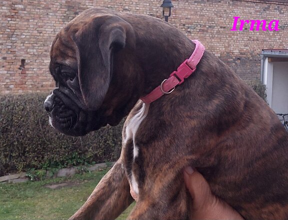 Boxerwelpe Huendin Irma