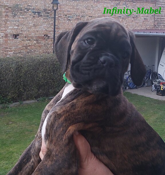 Boxerwelpe Huendin Infinity-Mabel